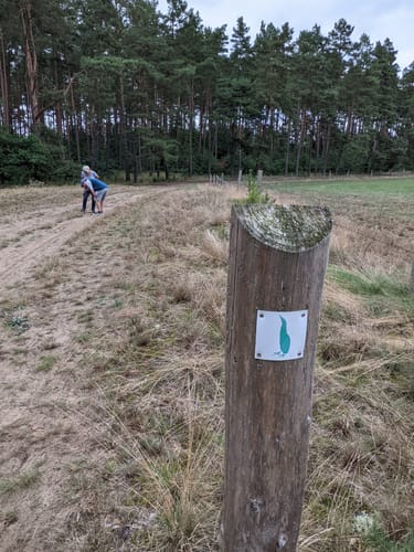 Grüne Rohrdommel Krienke