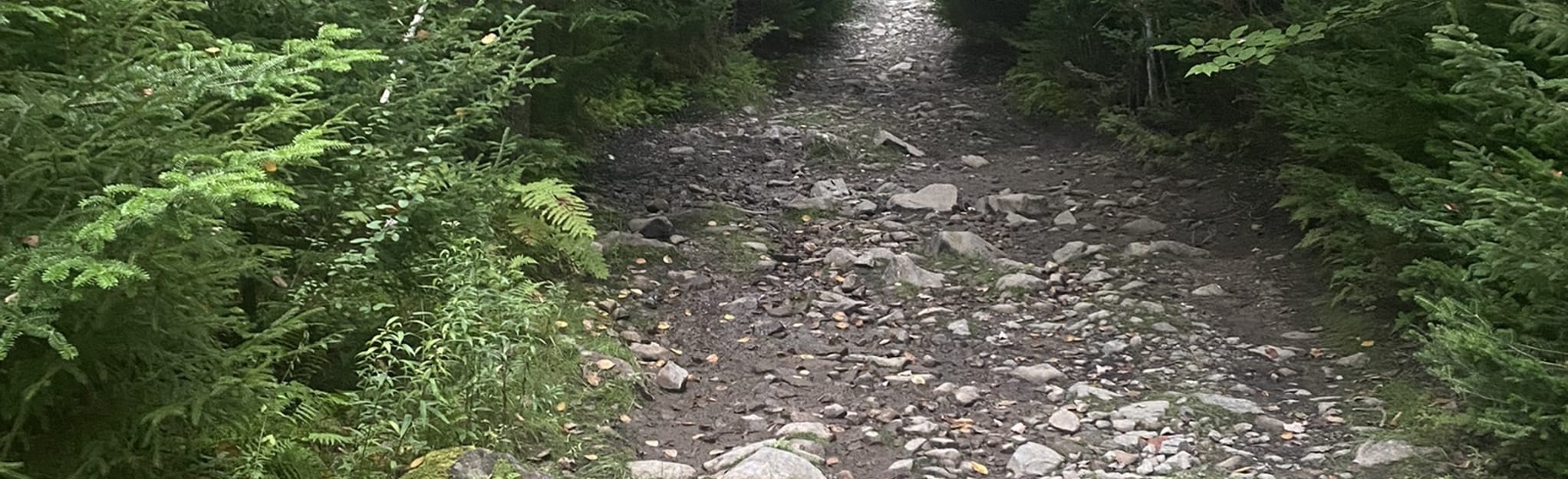 Frog Lake Road, Nova Scotia, Canada 21 Reviews, Map AllTrails