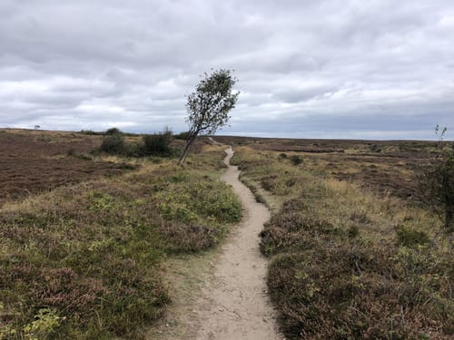 Durch die Braderuper Heide