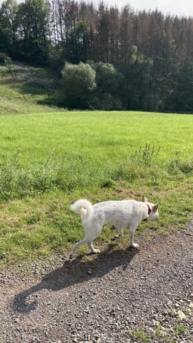 Rundweg von der Breckerfelder Mühle