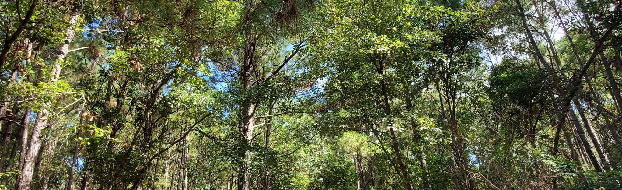 Track Trail at Hammocks Beach 47 Reviews, Map North Carolina AllTrails