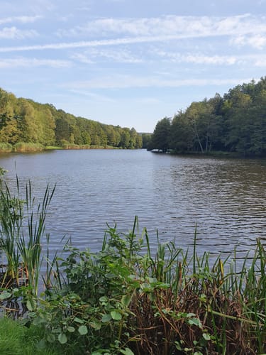 Burbacher Waldweiher