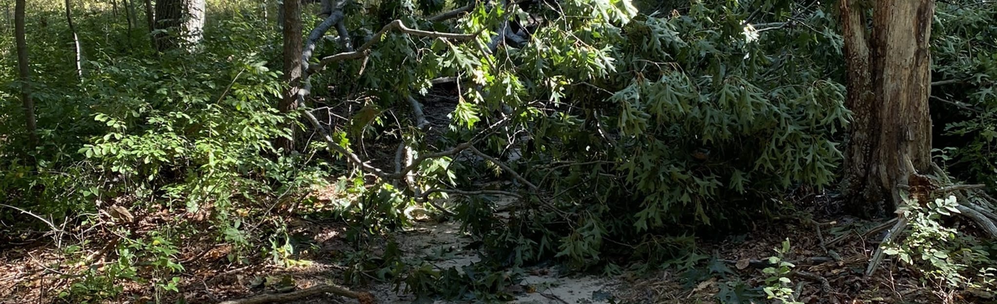 Pitch Pine Loop 38 Reviews, Map New Jersey AllTrails