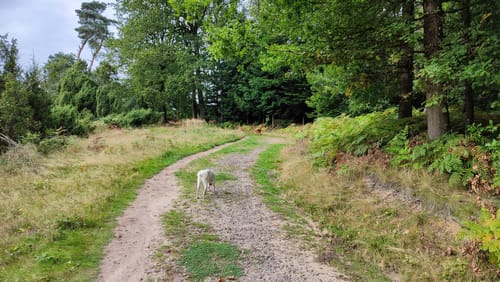 Rund um Holtwick - Wanderweg A1
