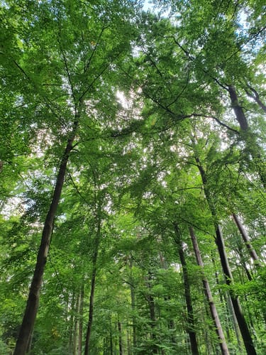 Buoch - Schorndorf