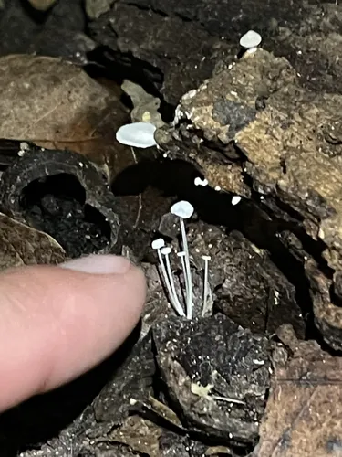 Best Historic Site Trails in Culleoka AllTrails