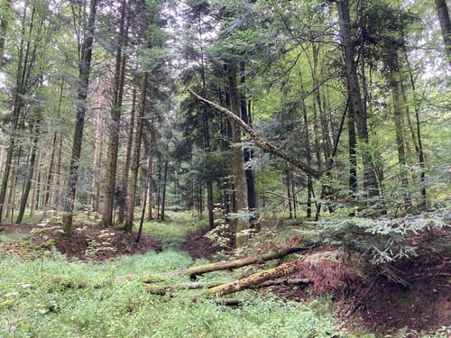 Rundweg: Sulz - Langenhard
