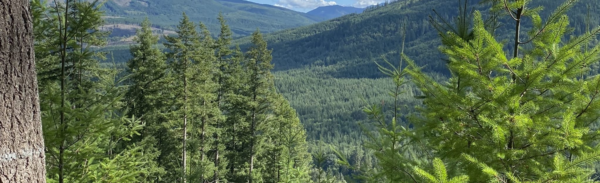 AllTrails Northwest Timber to The Legend and (Lower) East Tiger MTB Trail 111 Reviews, Map