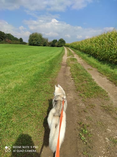 Rundwanderweg Nr.4: Rund uma dum Breitenbrunn