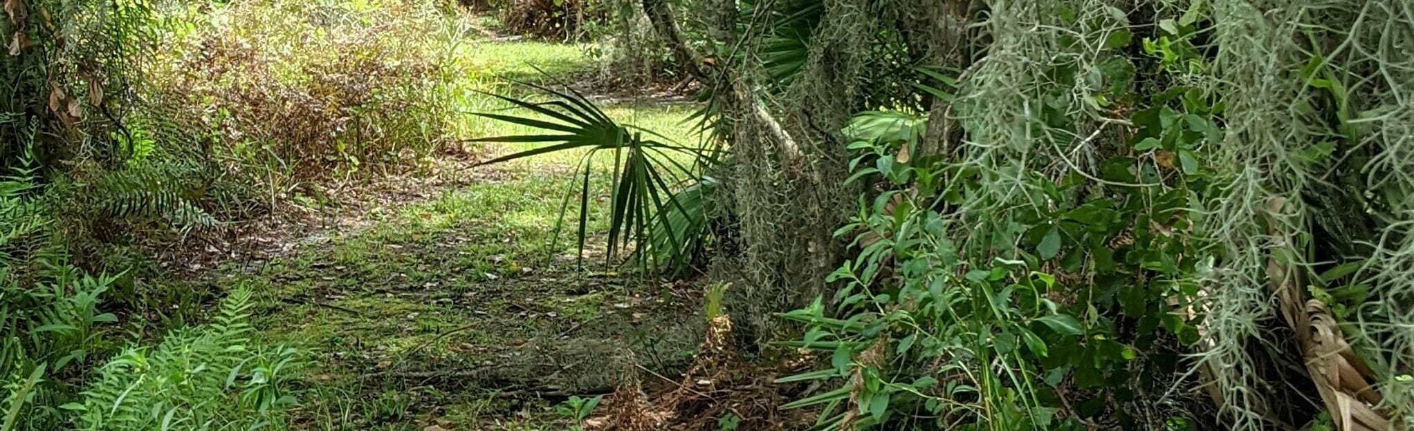 Hickory Lake Scrub Trail, Florida 9 Reviews, Map AllTrails