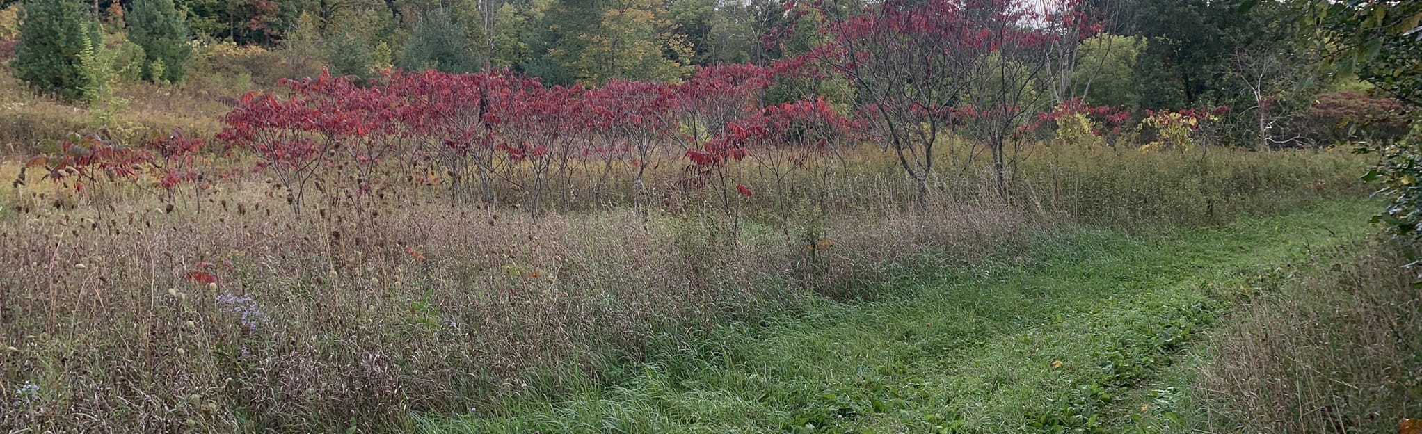 Ice Age Trail Greenbush to Greenbush Kettle Shelter 136 Reviews, Map