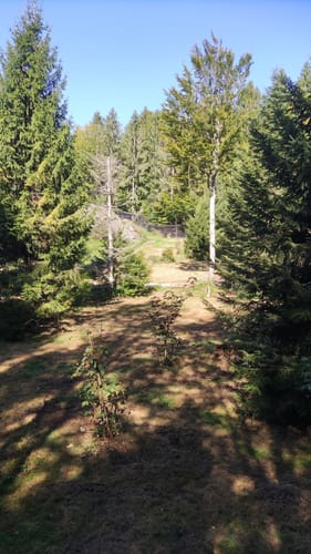 Baumwipfelpfad und Tier-Freigelände im Nationalpark Bayerischer Wald