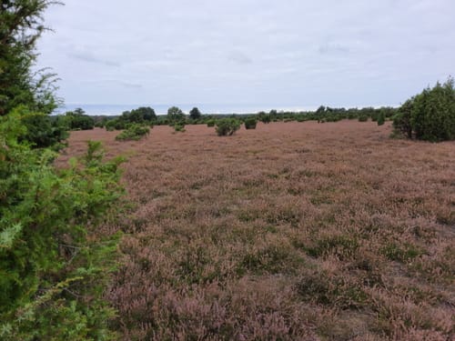 Rund um den Faßberg im Wacholderwald