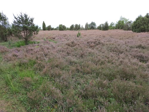 Rund um den Faßberg im Wacholderwald