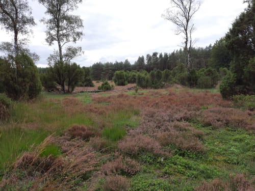 Rund um den Faßberg im Wacholderwald