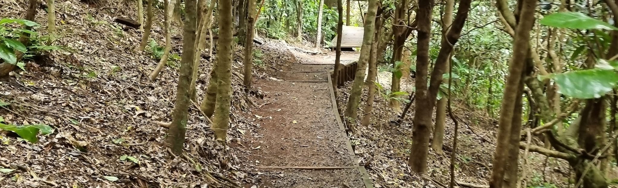 Botanic Gardens Walk, Norfolk Island 3 Reviews, Map AllTrails