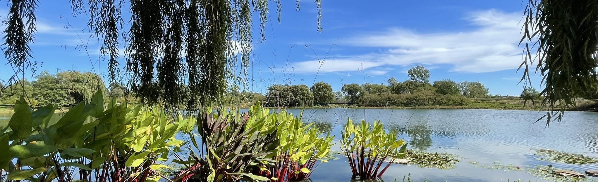 Buehler Enabling and Sensory Gardens 101 foto Illinois AllTrails