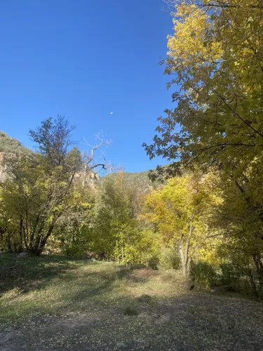 se permiten perros en el bosque nacional uinta wasatch cache