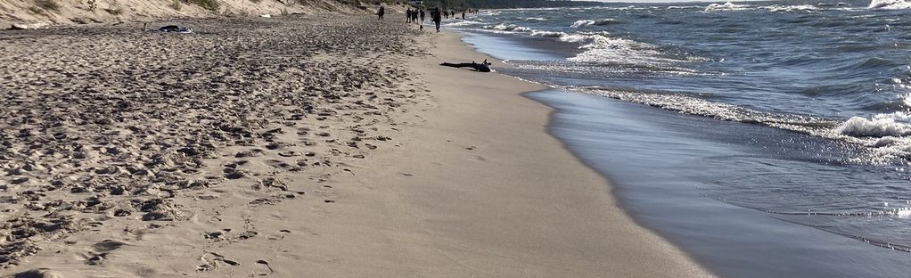 are dogs allowed at warren dunes state park