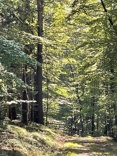 Schlossbrunnenweg (Premiumspazierwanderweg)