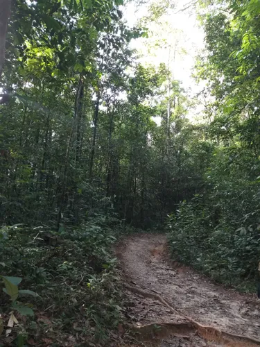 Guyane : Les plus beaux sentiers de randonnée dans la forêt ienne