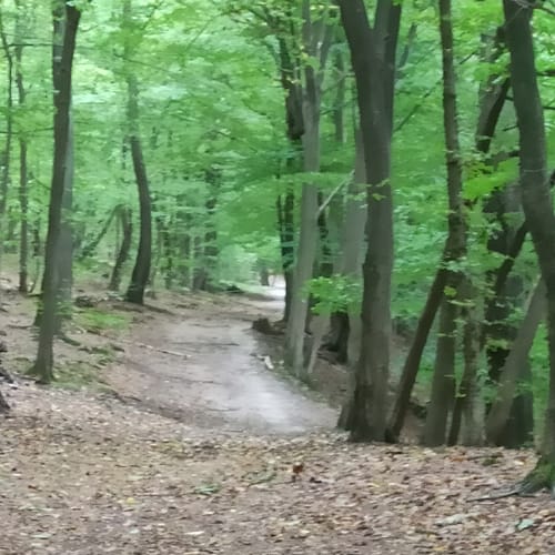 Um den Gamensee