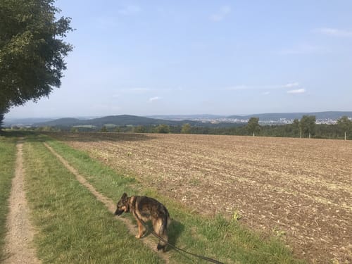 Vorderspessartblick (Premiumwanderweg)