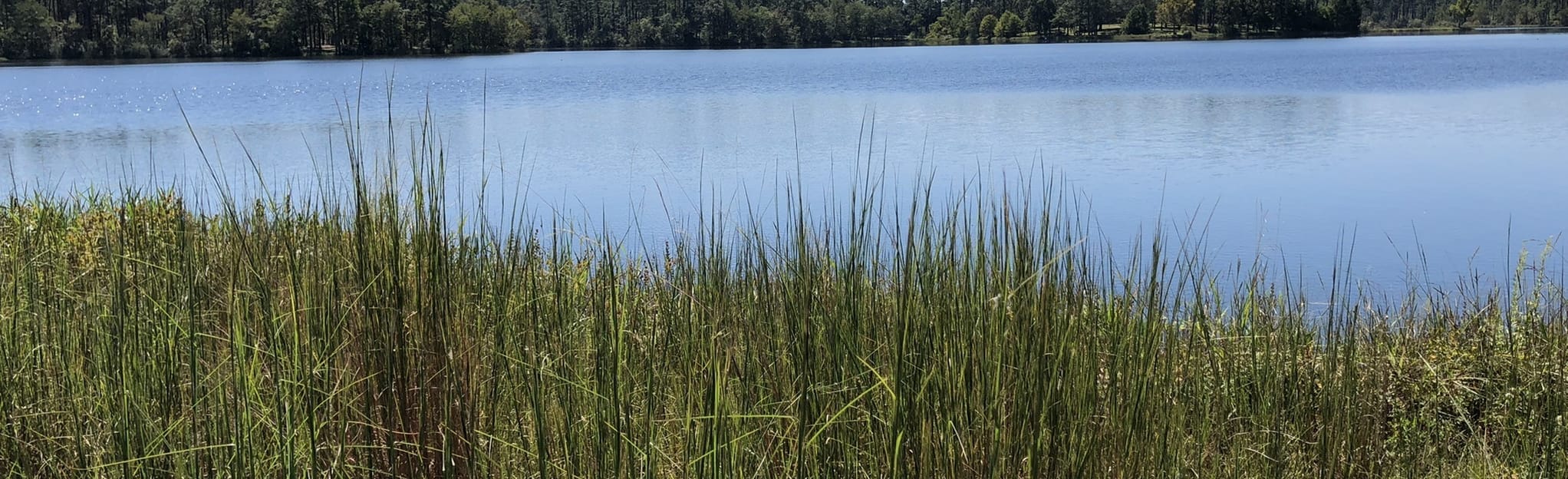 Hurricane Lake, Florida 55 Reviews, Map AllTrails