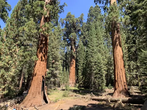 Sequoia national shop forest dog trails