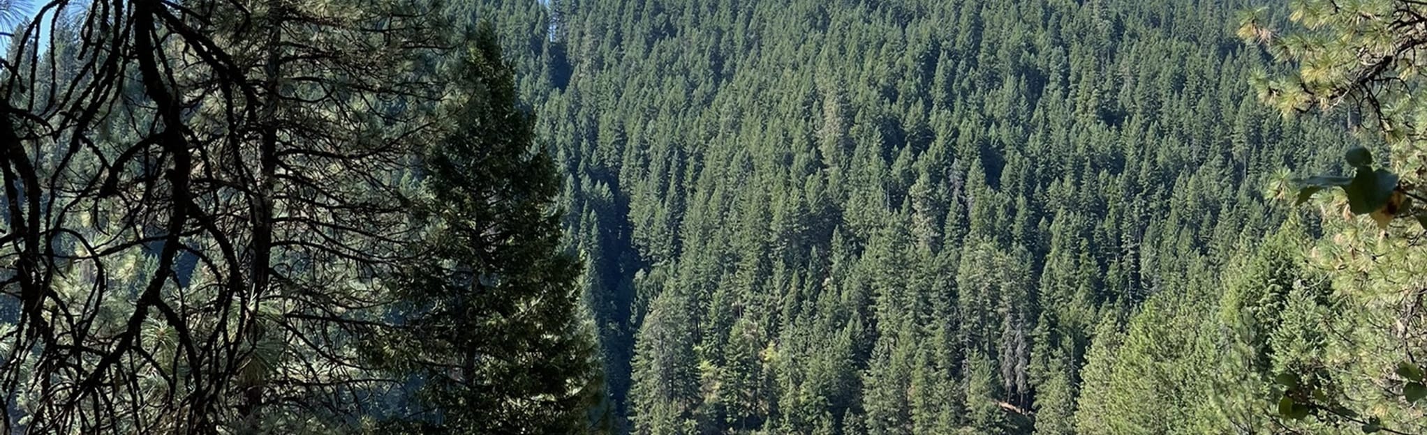 Idaho's Big Eddy: A Gem on the Salmon River