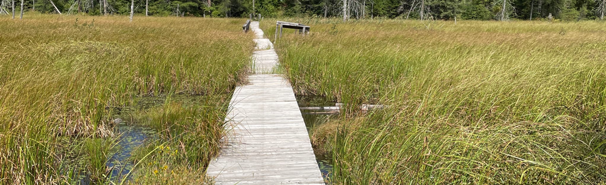 Sprucedale Winter Trail, Ontario, Canada 28 Reviews, Map AllTrails