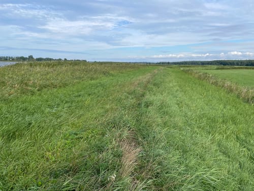 Boddenrundweg von Michaelsdorf bis Neuendorf