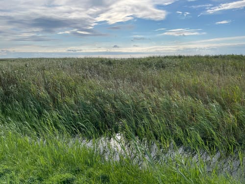 Boddenrundweg von Michaelsdorf bis Neuendorf