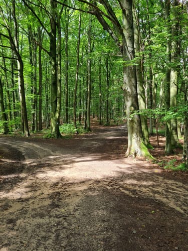 Niedersteinbach - Dörnsteinbach - Brücken
