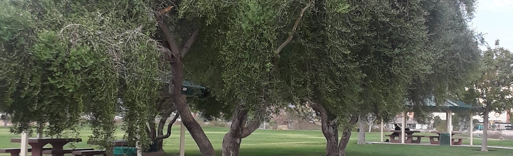 Silverado Ranch Park Walk: 4 fotos - Nevada | AllTrails