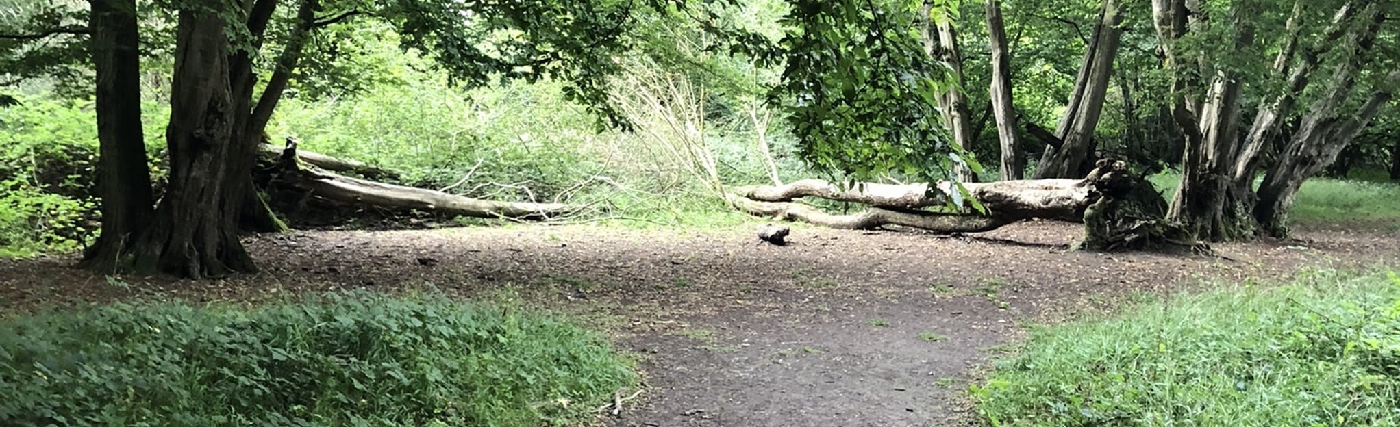 Hatfield Forest, Bedlars Green and the Flitch Way Circular 8 Reviews