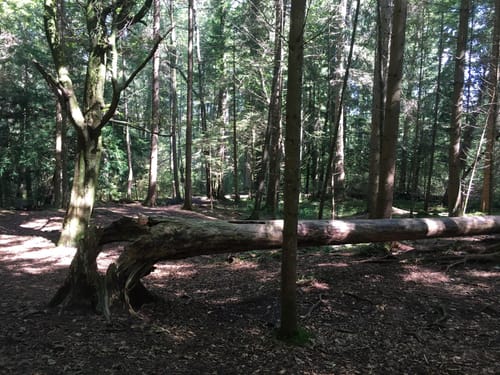 Paterzeller Eibenpfad