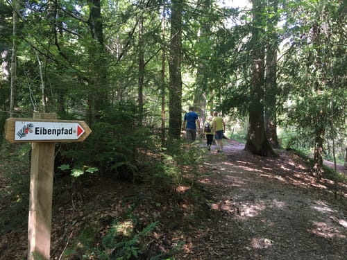 Paterzeller Eibenpfad