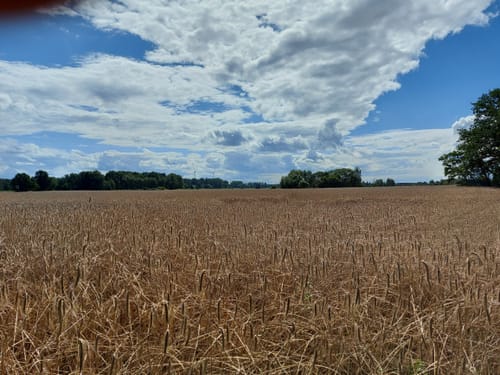 Schönower Heide Runde