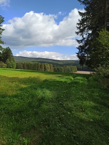 Neualbenreuth: Auf stillen Waldpfaden zur Grenze