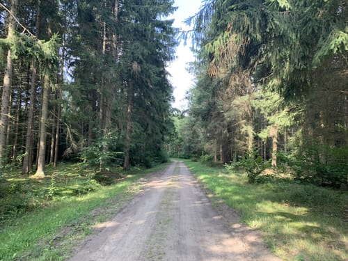 Durch den Wald bei Negast