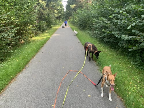 Durch den Wald bei Negast