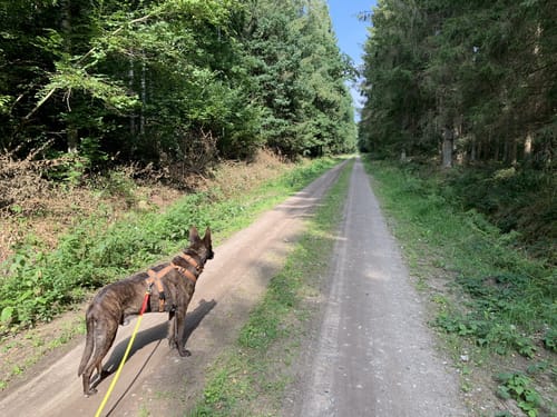 Durch den Wald bei Negast