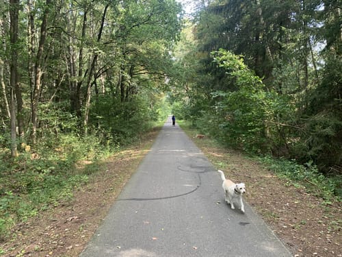 Durch den Wald bei Negast