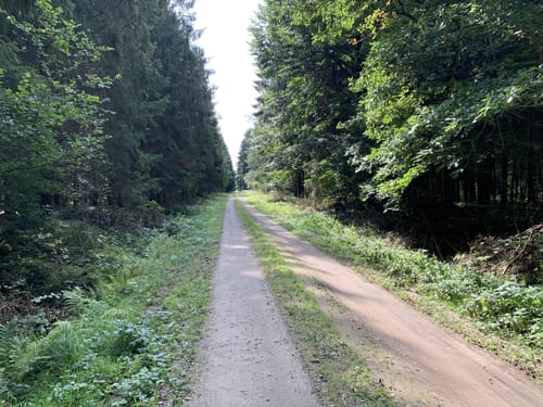 Durch den Wald bei Negast