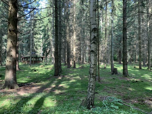 Durch den Wald bei Negast