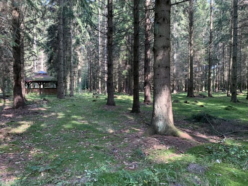 Durch den Wald bei Negast