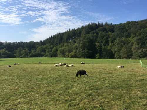 HeimatSpur Mühlenweg Strotzbüsch