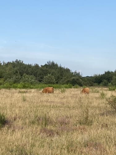 Drover Heide - Juwel am Rande der Rureifel