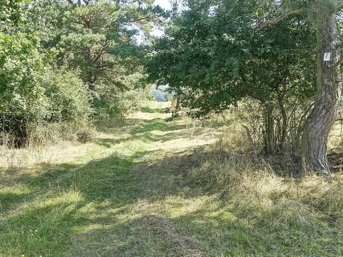 In den Wald am Scheibenberg
